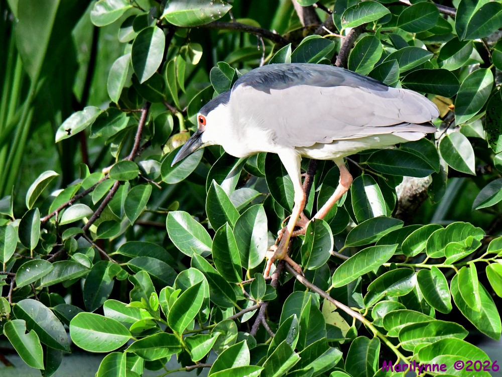 DSC_9356_001.JPG
