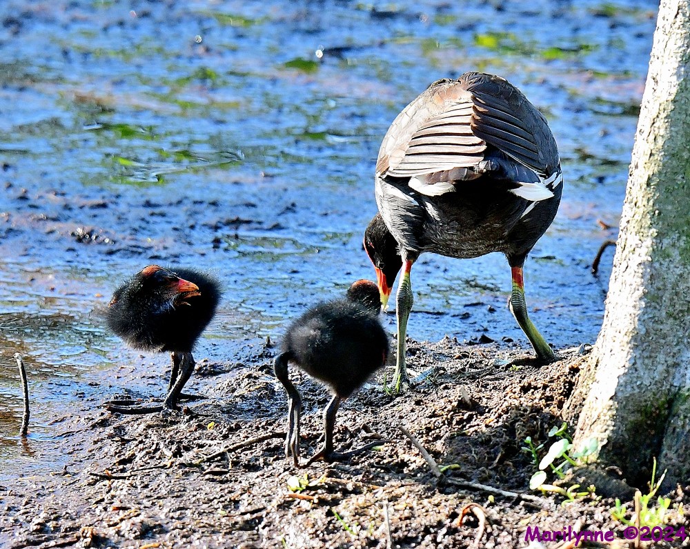 DSC_9357_001.JPG