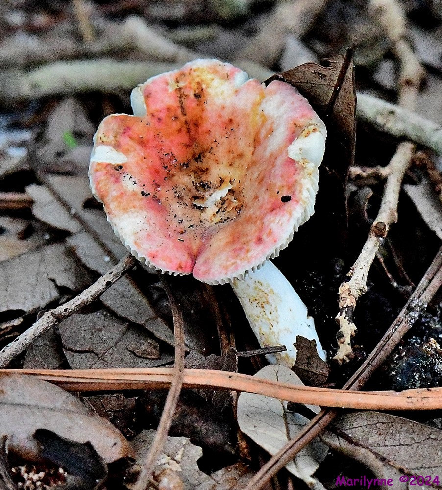 DSC_9358_001.JPG