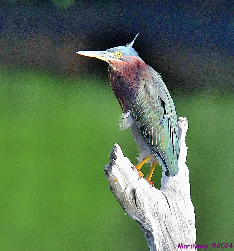 DSC_9359_001.JPG