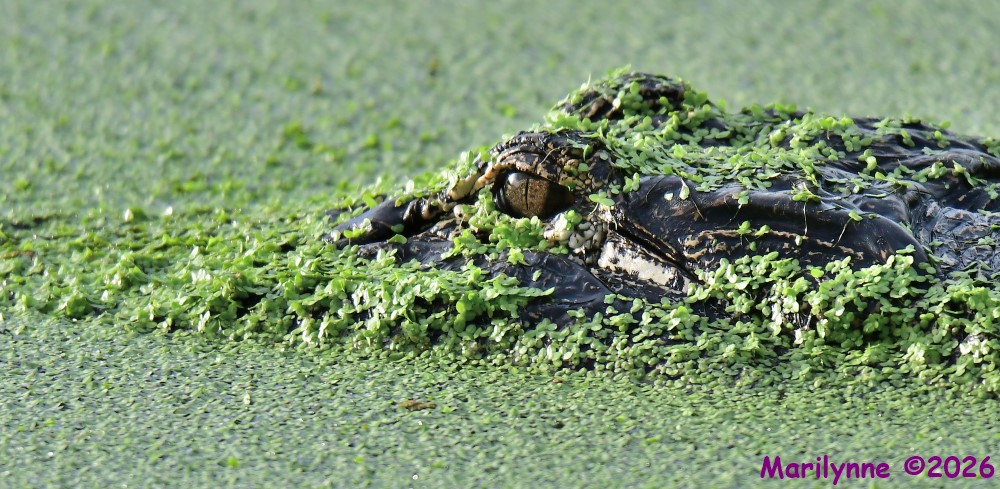 DSC_9360_001.JPG