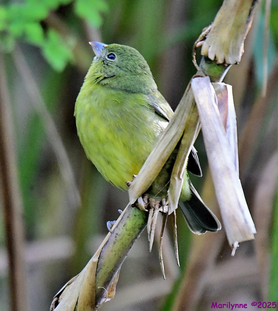 DSC_9362_001.JPG