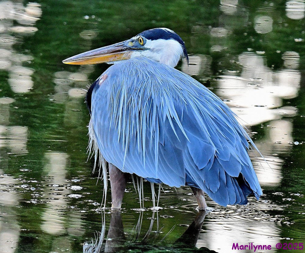 DSC_9362_001.JPG