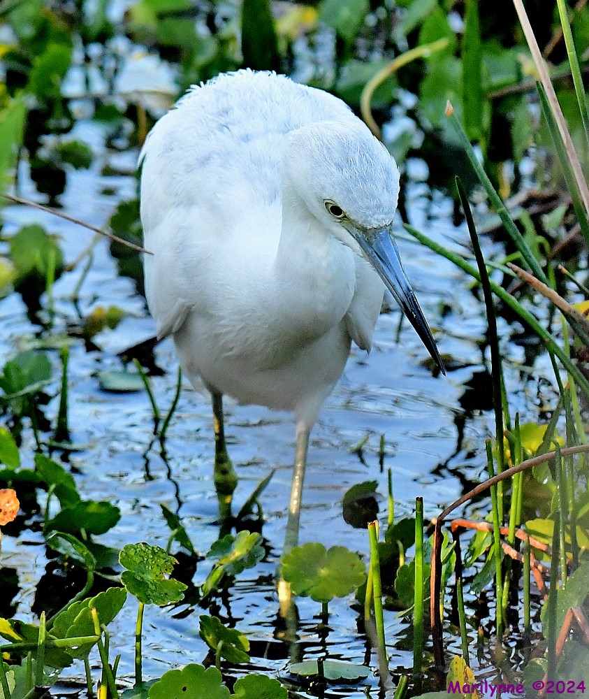 DSC_9363_001.JPG