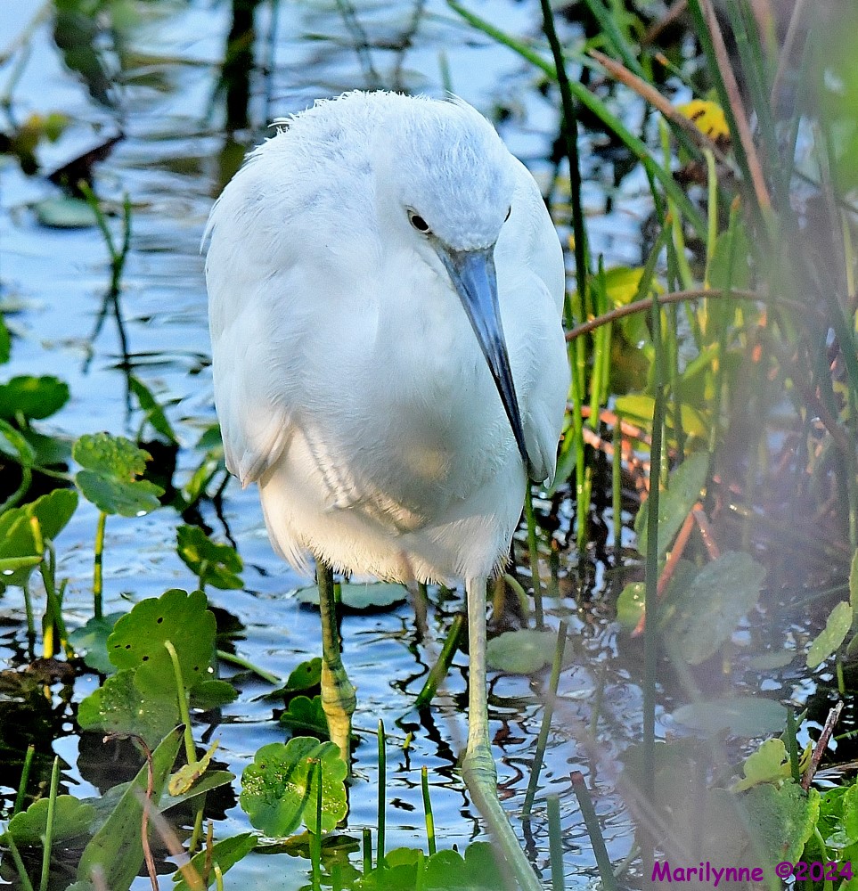 DSC_9364_001.JPG