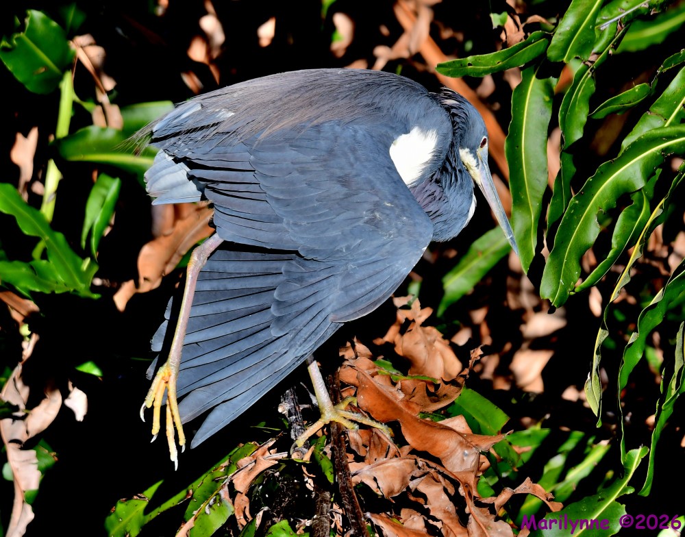 DSC_9365_001.JPG
