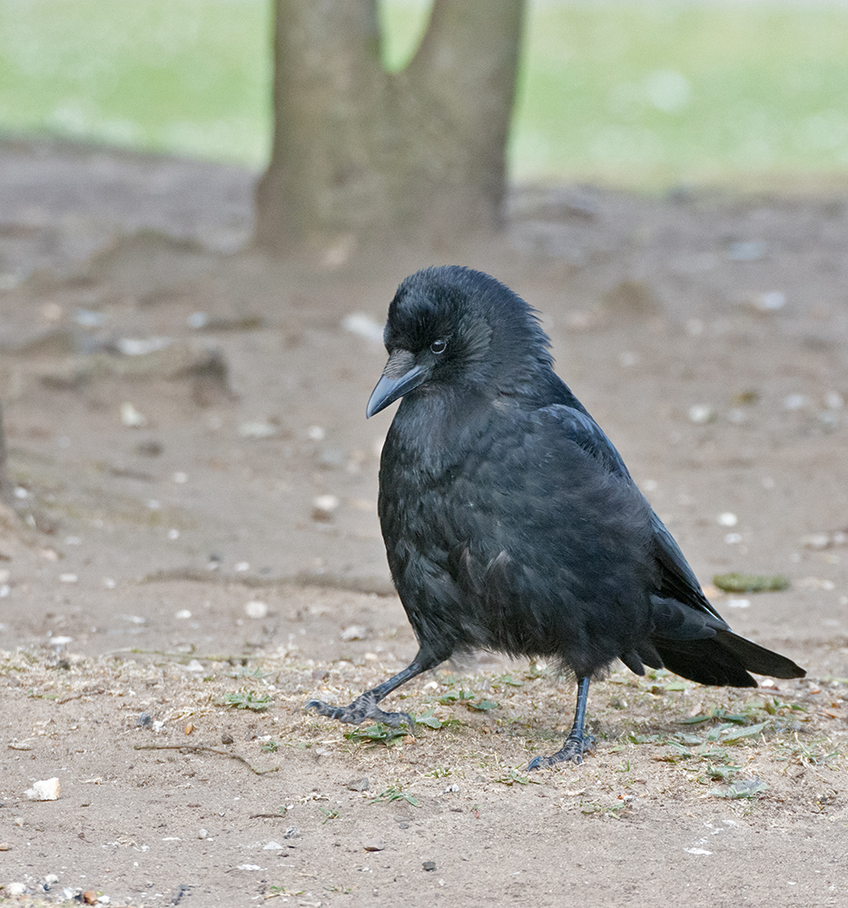 DSC_9367.jpg