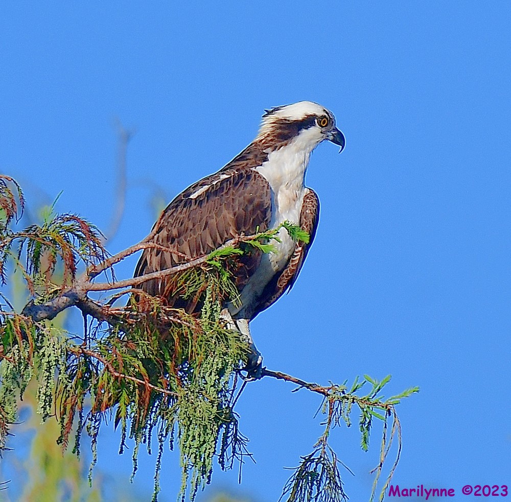 DSC_9367_001.JPG