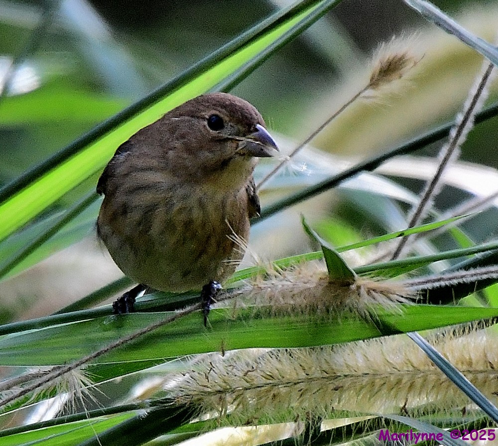 DSC_9369_001.JPG