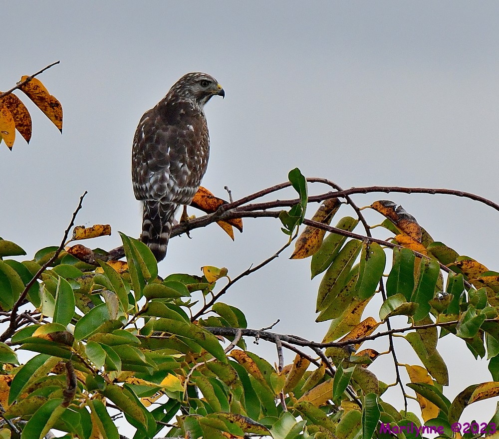 DSC_9370_001.JPG