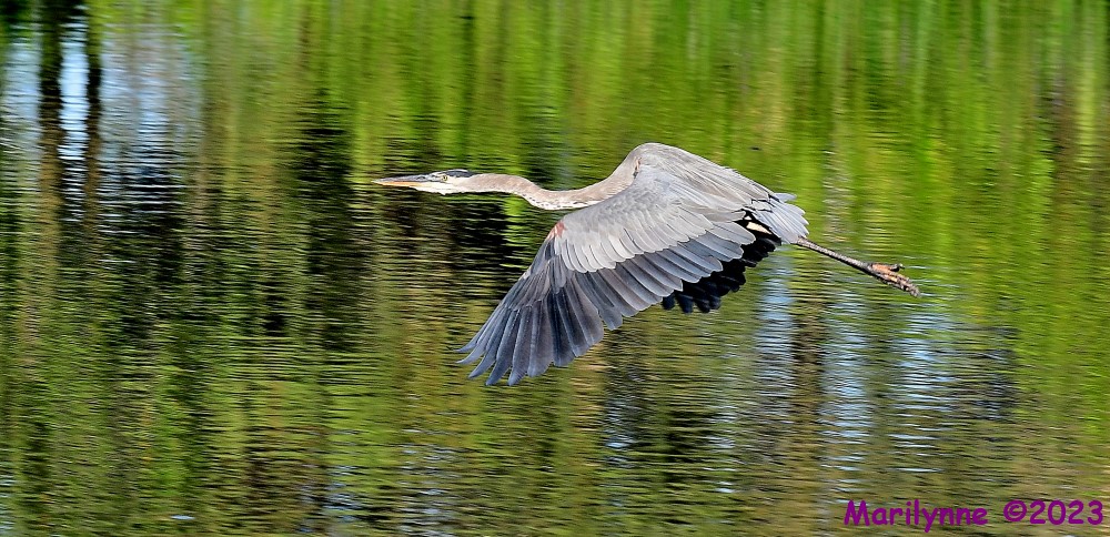 DSC_9371_001.JPG