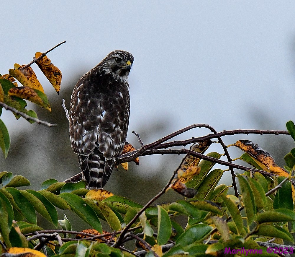 DSC_9372_001.JPG