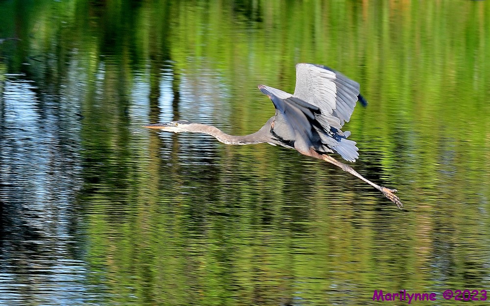 DSC_9372_001.JPG