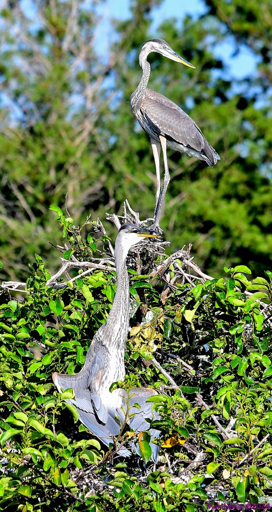 DSC_9375_001.JPG