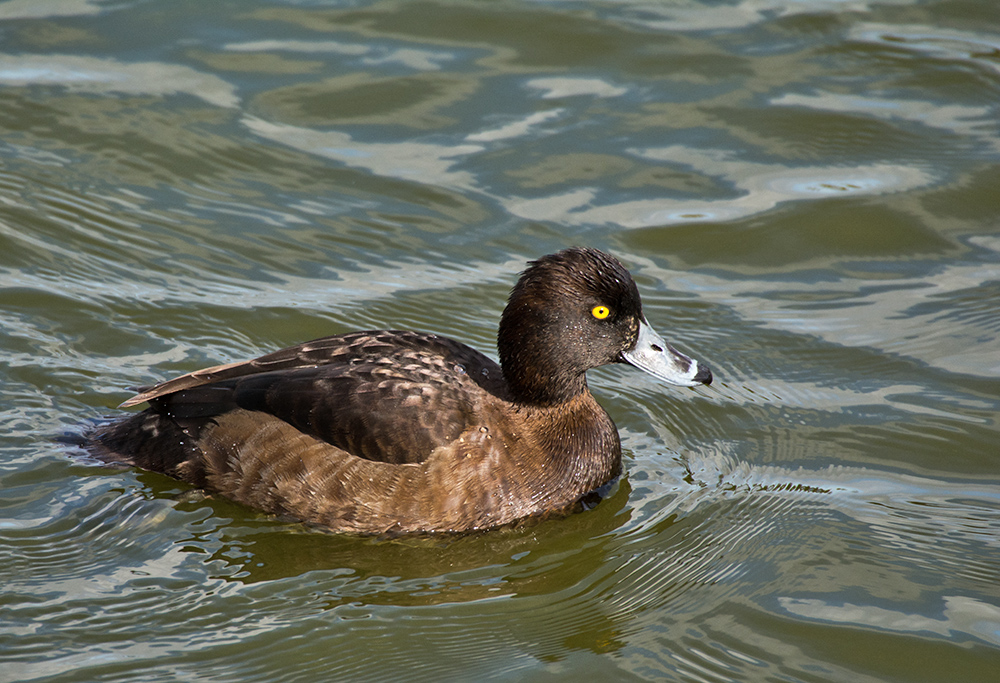 DSC_9376.jpg