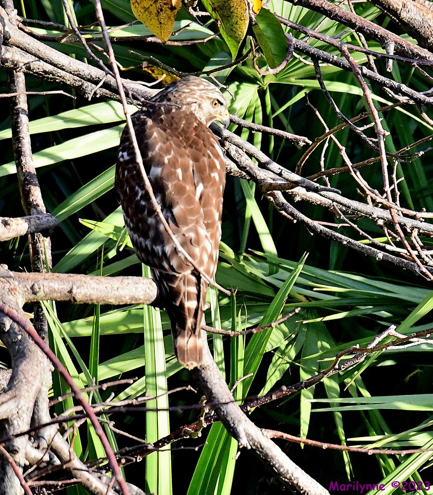 DSC_9376_001.JPG