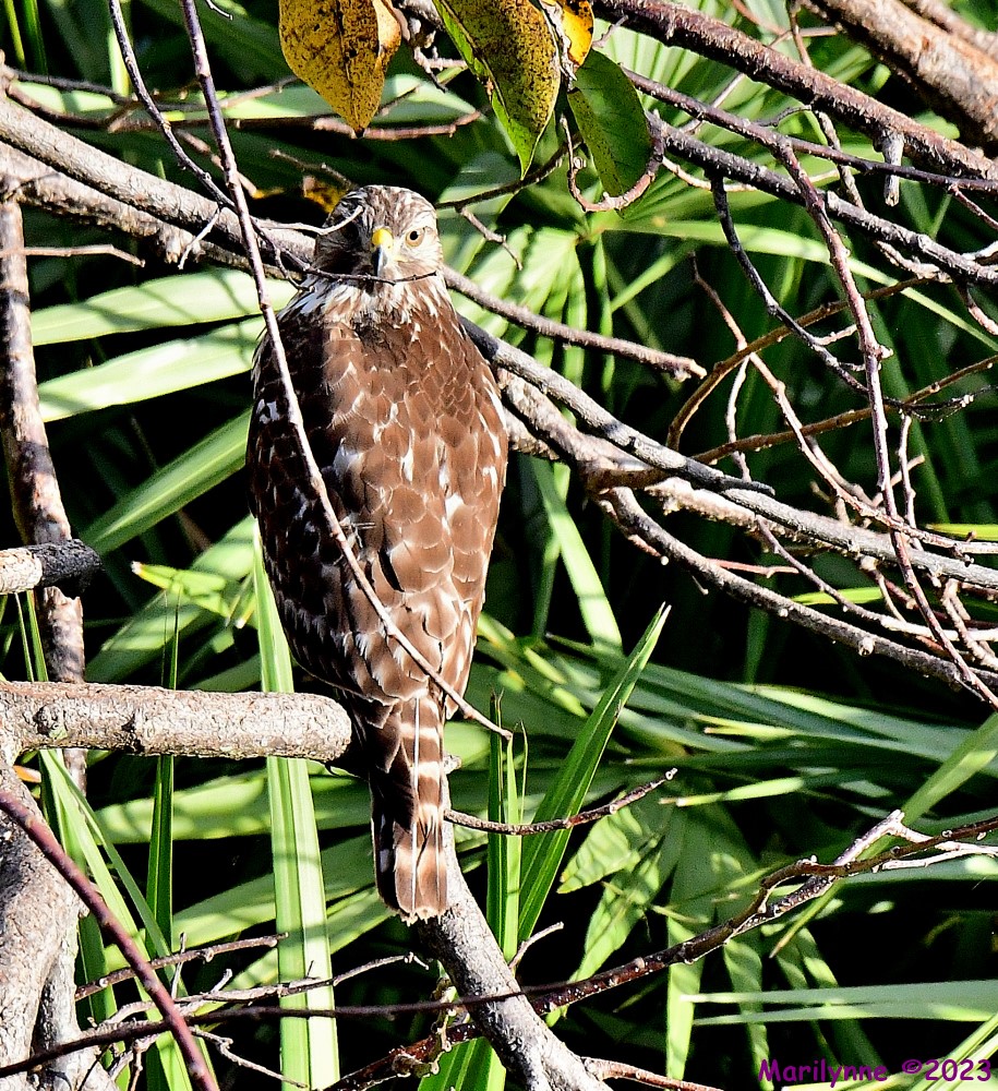DSC_9378_001.JPG