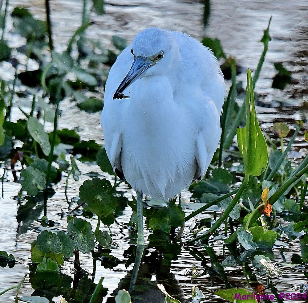 DSC_9378_001.JPG