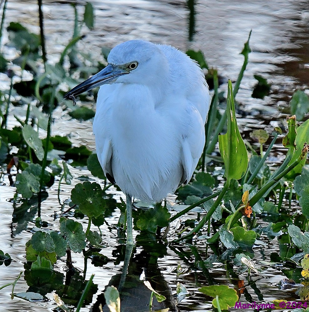 DSC_9380_001.JPG
