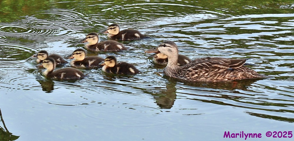 DSC_9380_001.JPG