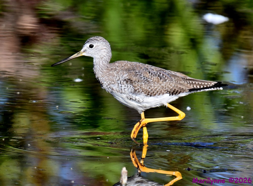DSC_9380_001.JPG