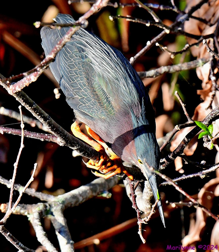 DSC_9384_001.JPG