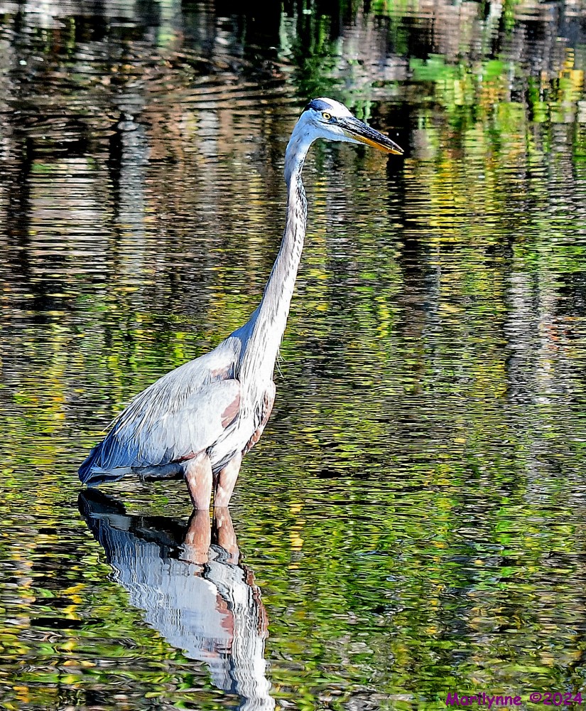DSC_9384_001.JPG