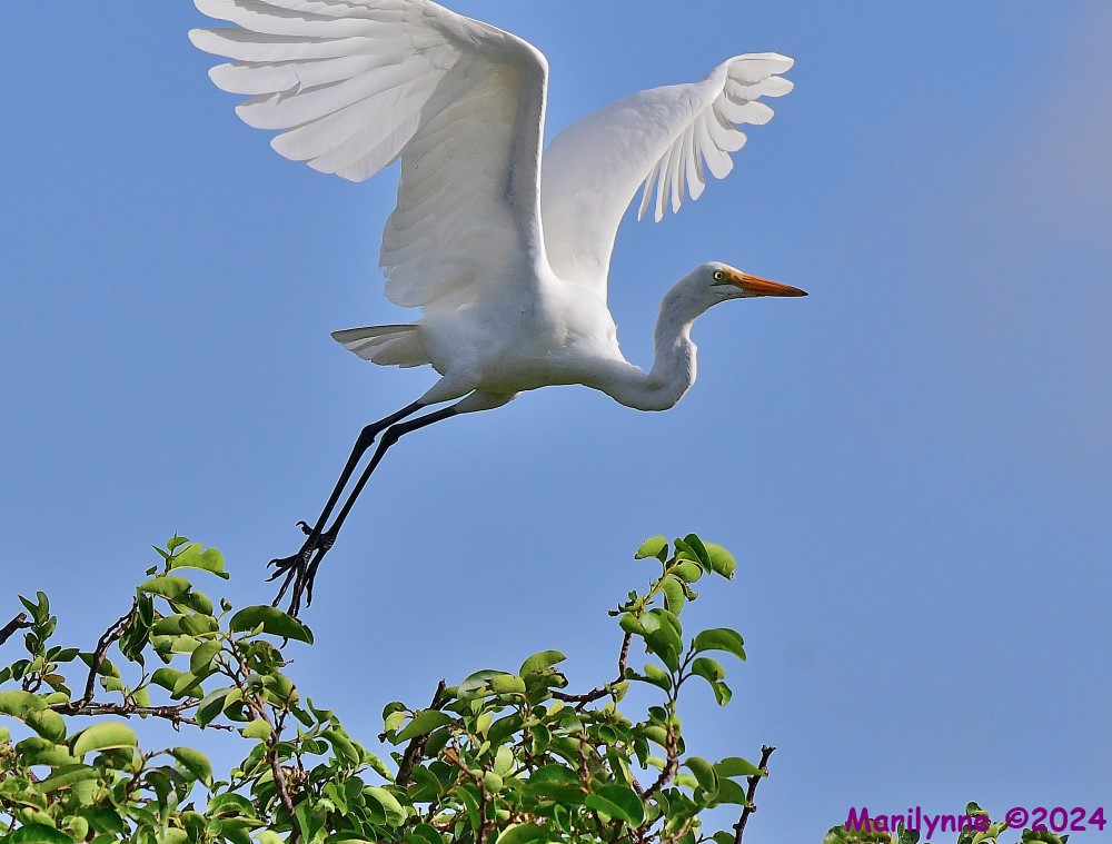DSC_9384_001.JPG