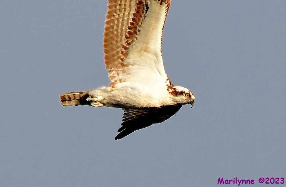 DSC_9385_001.JPG