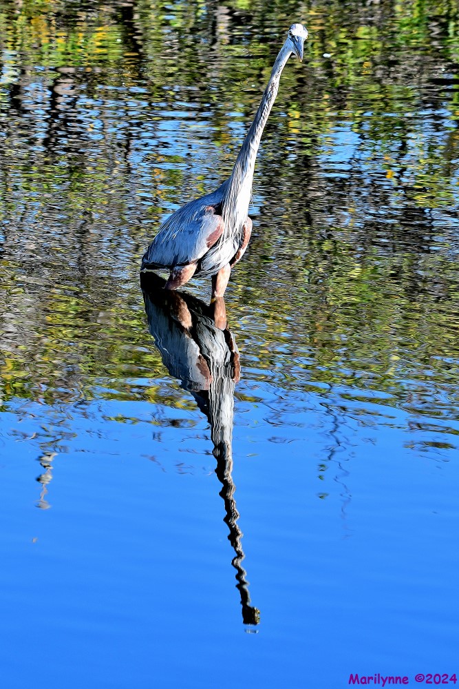 DSC_9385_001.JPG