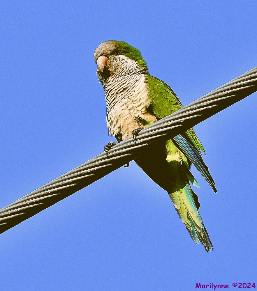 DSC_9388_001.JPG