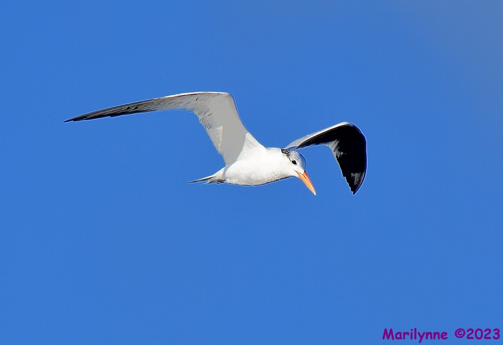 DSC_9389_001.JPG