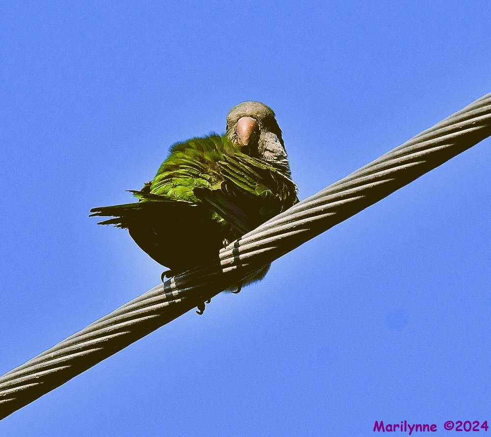 DSC_9390_001.JPG