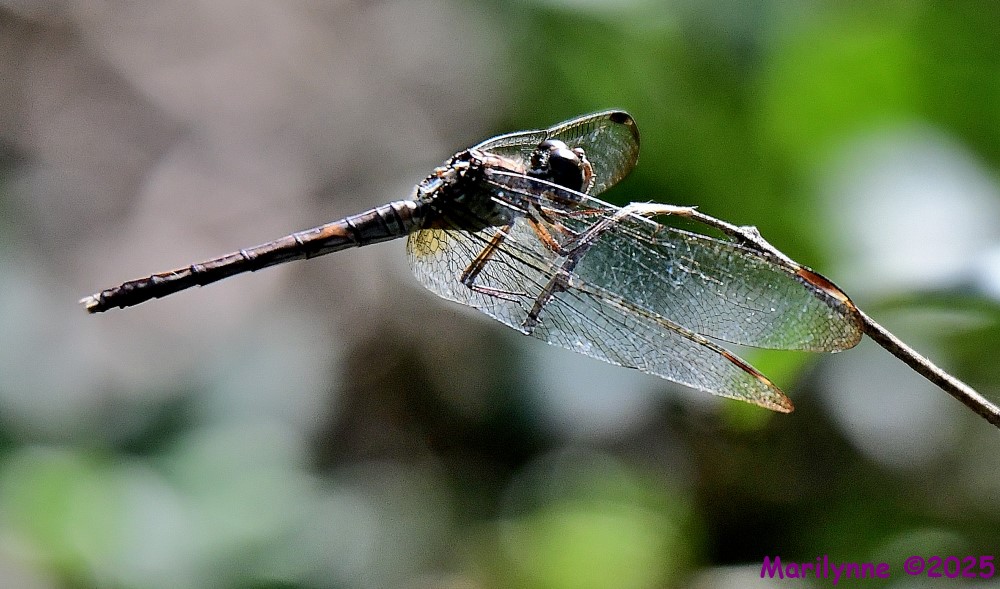 DSC_9390_001.JPG