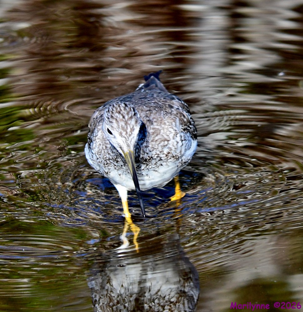 DSC_9391_001.JPG