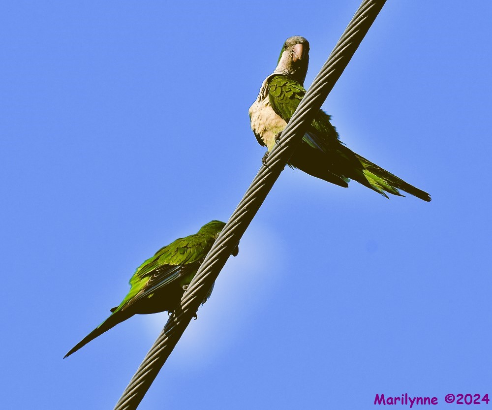 DSC_9393_001.JPG