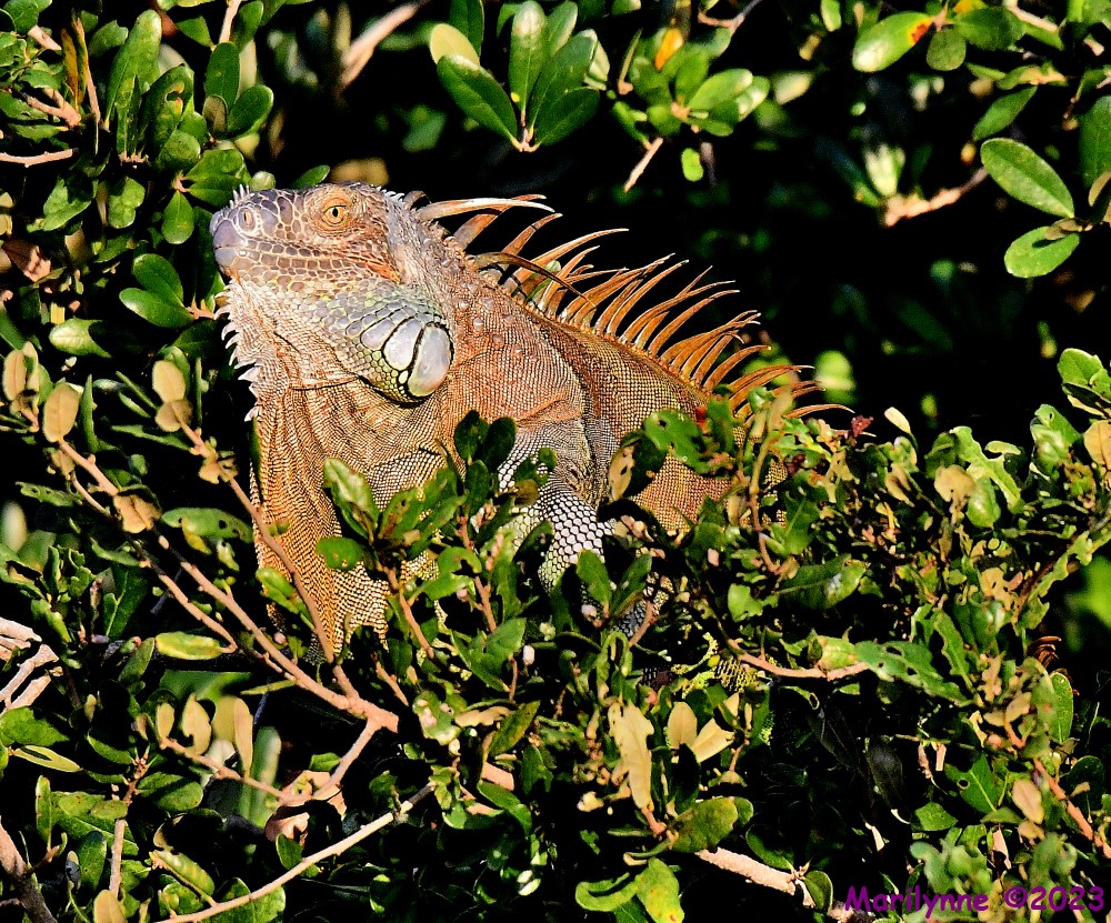 DSC_9394_001.JPG