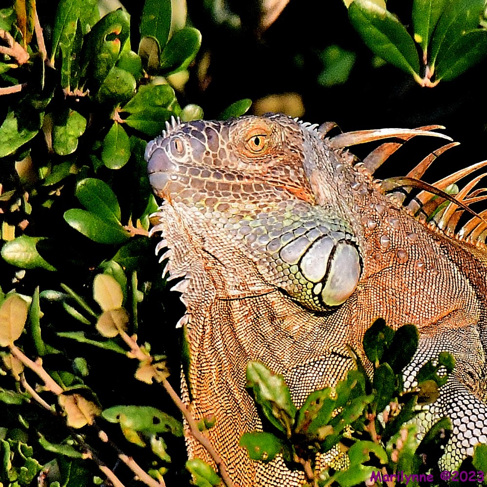 DSC_9395_001.JPG