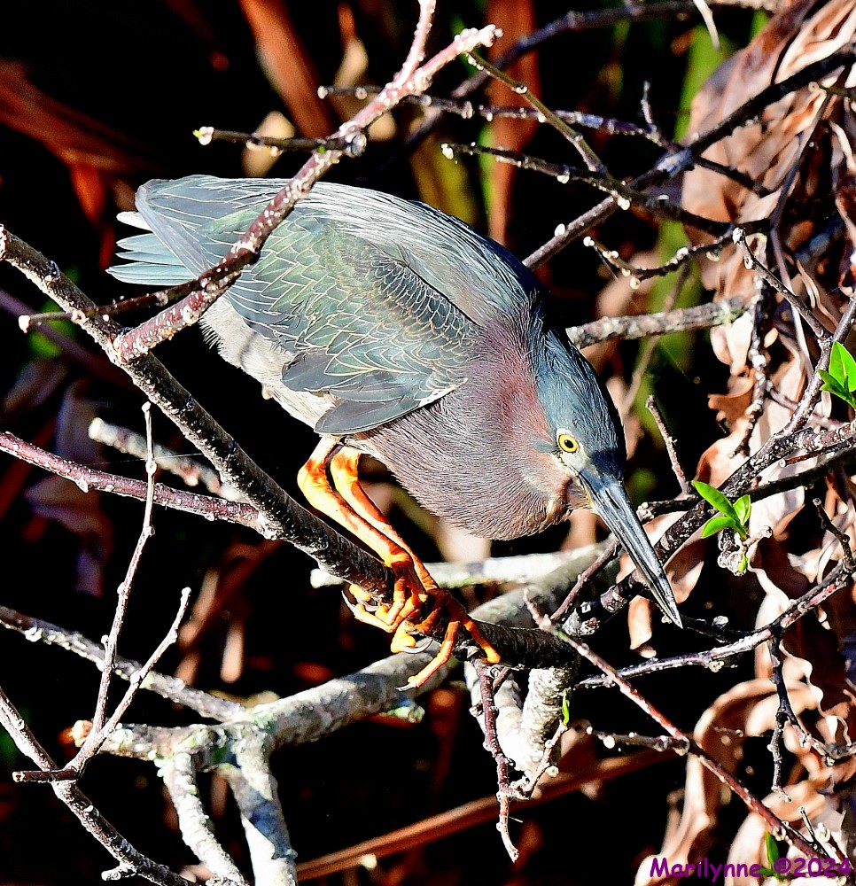 DSC_9395_001.JPG