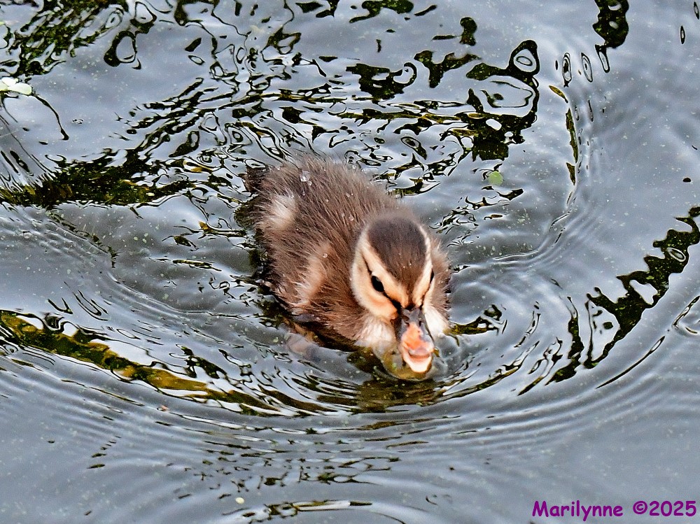 DSC_9395_001.JPG