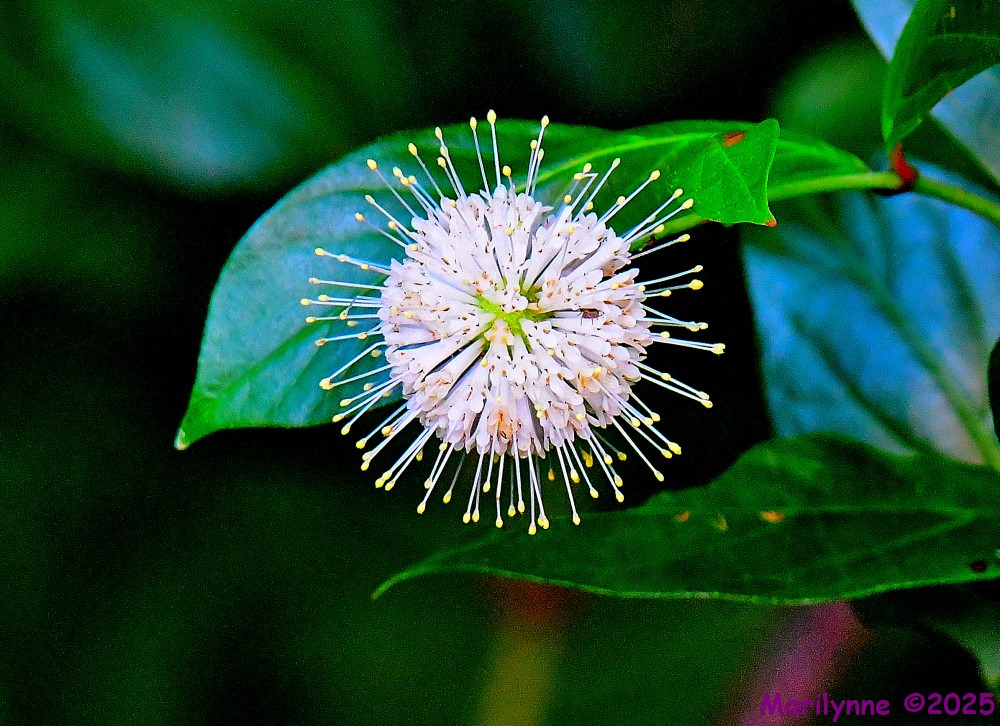 DSC_9398_001.JPG