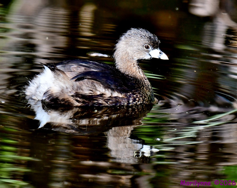 DSC_9398_001.JPG