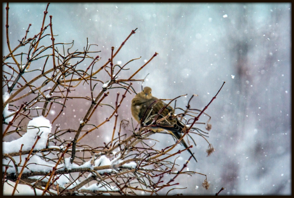 DSC_9399-Edit.jpg
