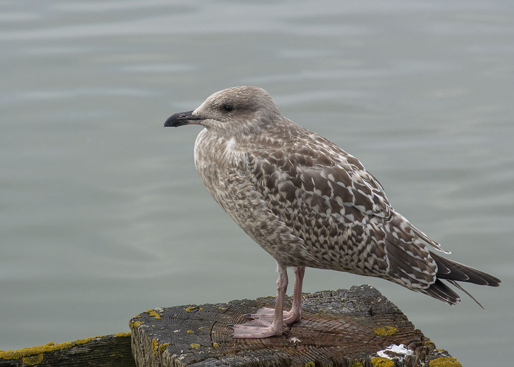 DSC_9399.jpg