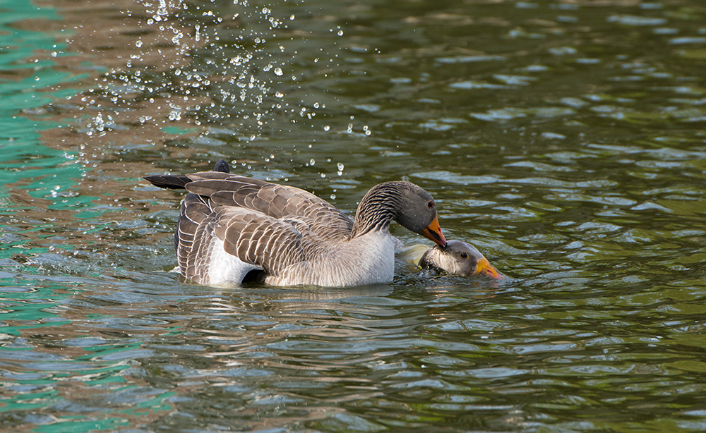 DSC_9400.jpg