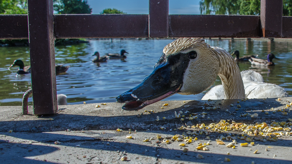 DSC_9402-2.jpg