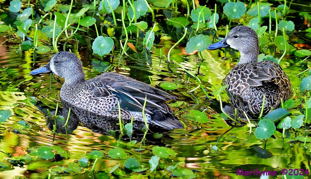 DSC_9402_001.JPG