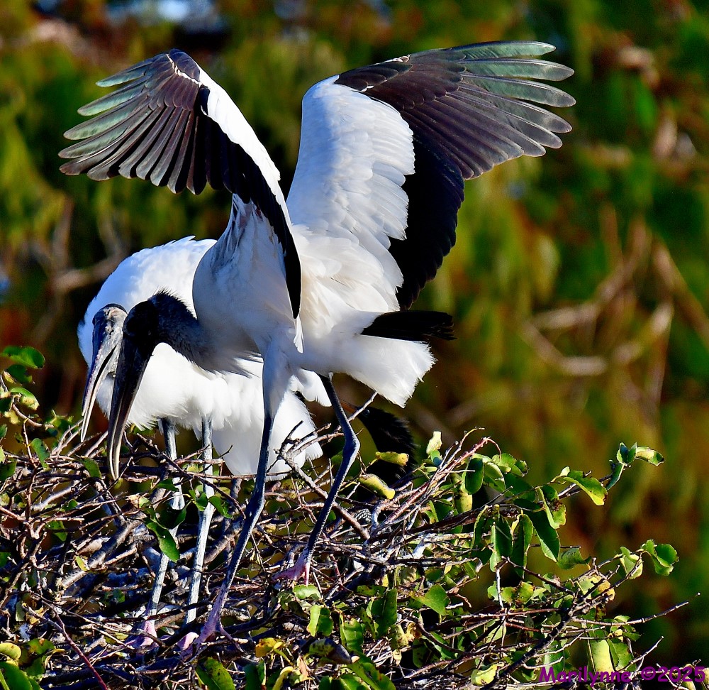 DSC_9403_001.JPG