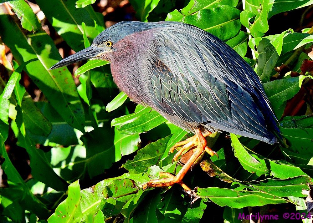 DSC_9404_001.JPG