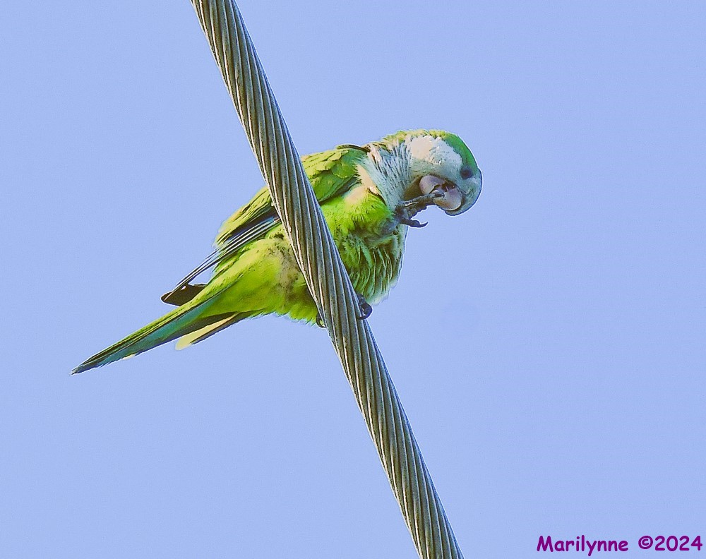 DSC_9405_001.JPG
